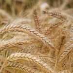 Discover the Diversity: 5 Types of Wheat in India – Cultural Significance and Agriculture